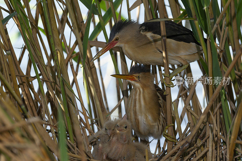 窝里的一对小卤水(Ixobrychus minutus)